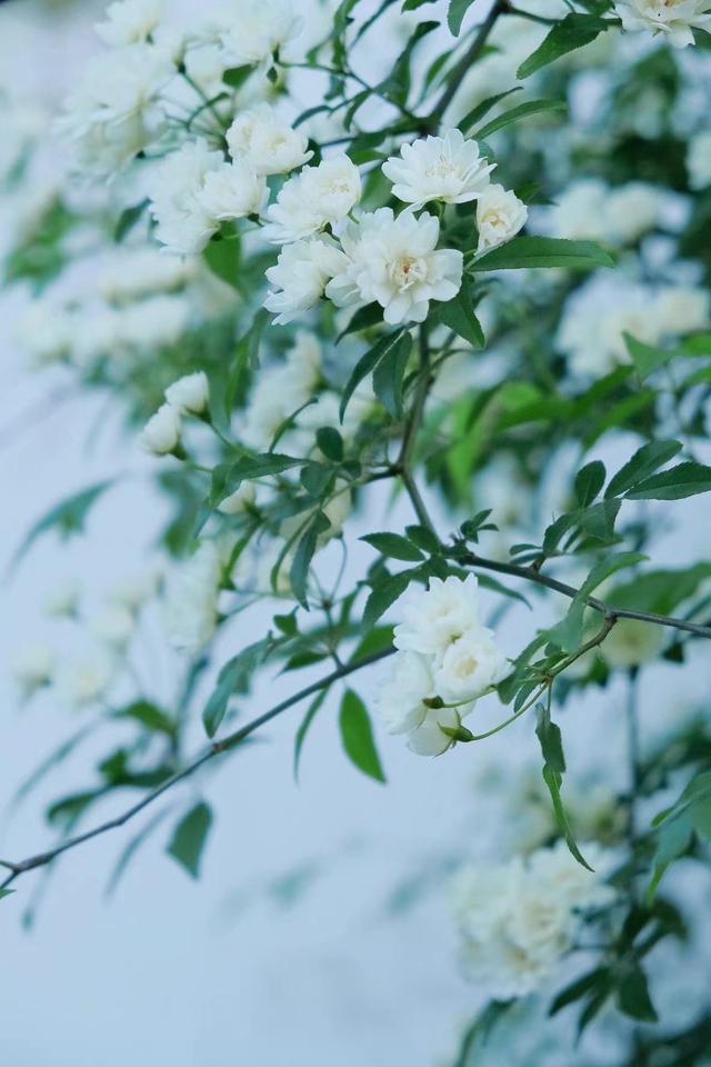 静谧时光唯美意境句子,淡雅唯美古风意境句子(要懂得一个人安静)