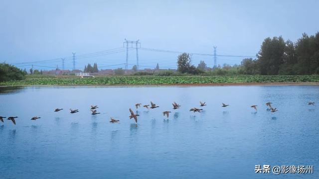 扬州一日游，扬州一日游攻略自助游（一个周末去趟高邮）