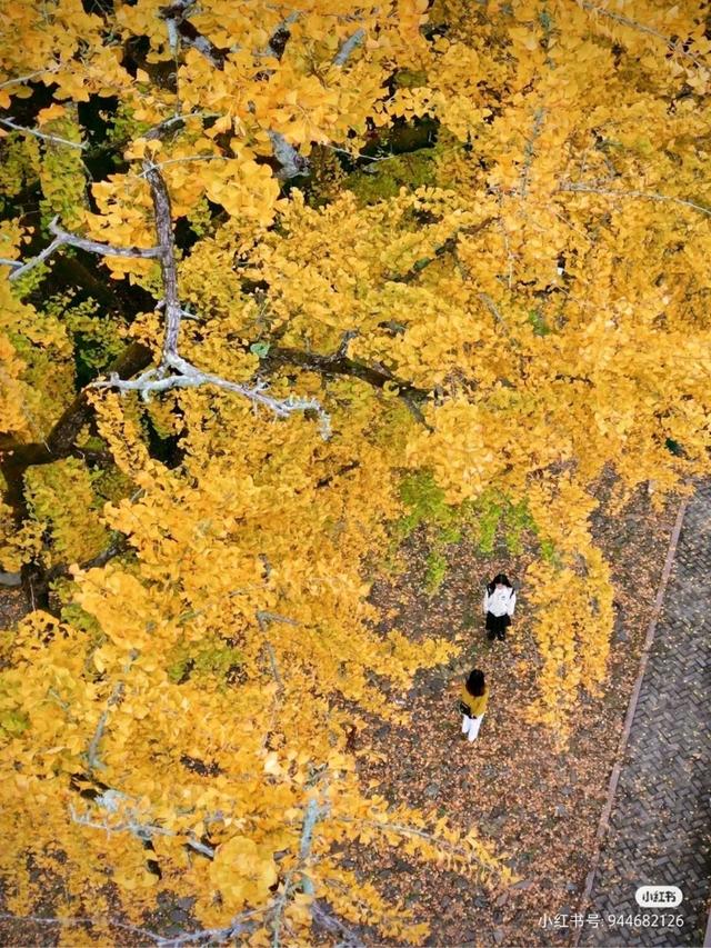 农家小院的雅名，私家小院取名的方法（冬日的田园村落美如画）