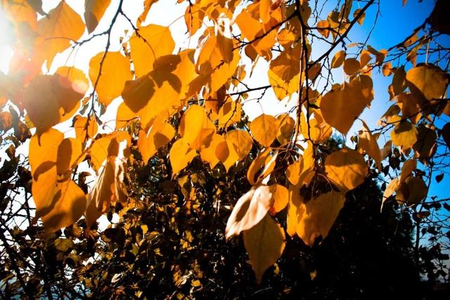 描写秋天凉快的成语，有秋的成语（这30个关于秋的成语）