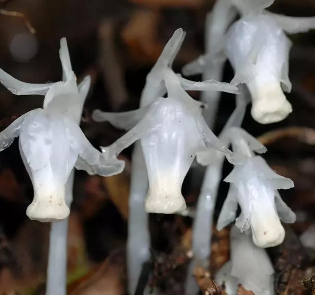 水晶兰的花语是什么，水晶兰是吉祥花吗（幽灵之花一一水晶兰）