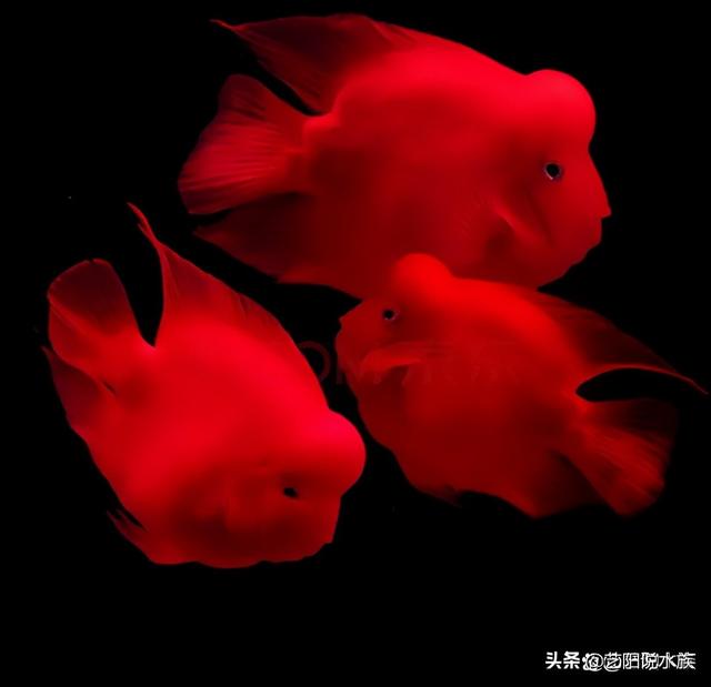 关于鱼的吉祥话，关于鱼的吉祥语（各种观赏鱼寓意着什么你知道吗）