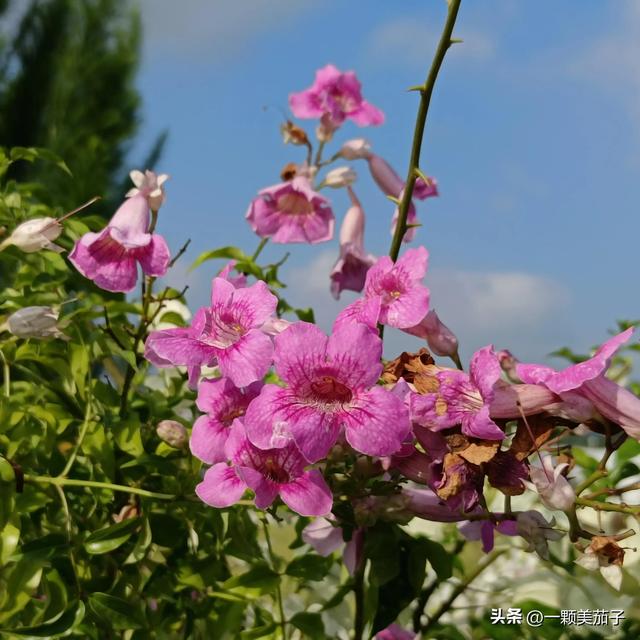 凌霄花花语，凌霄花花语偶然发现的一天（代表慈母之爱的非洲凌霄）
