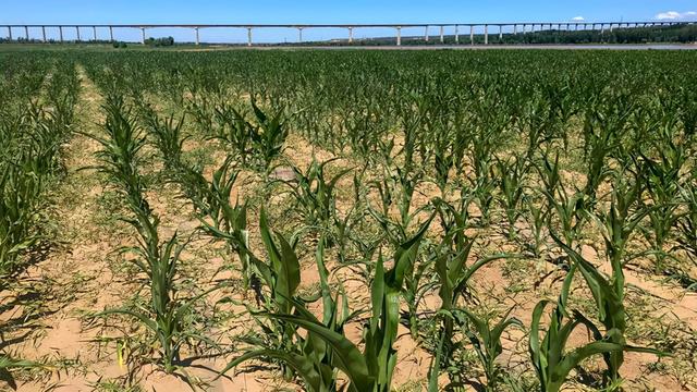 二月二吃猪头肉，各有2层意思，你知道吗（二月二吃猪头肉图片）