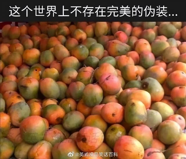 ddl是什么意思(网络语ddl是什么梗)，ddl是什么意思（拖延症脱单还得靠ddl）