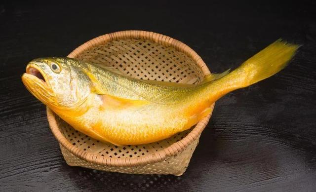 小黄鱼长大后会不会变成大黄鱼，为什么小黄鱼长不成大黄鱼（这几种鱼样子都很相似）