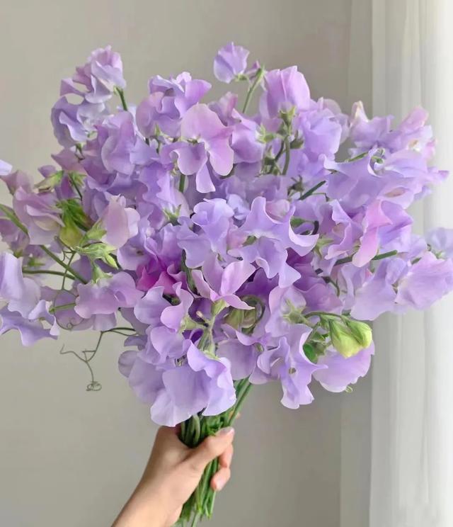 春天开的常见的花，春天开的常见的花图片（超齐全的播种时间表）