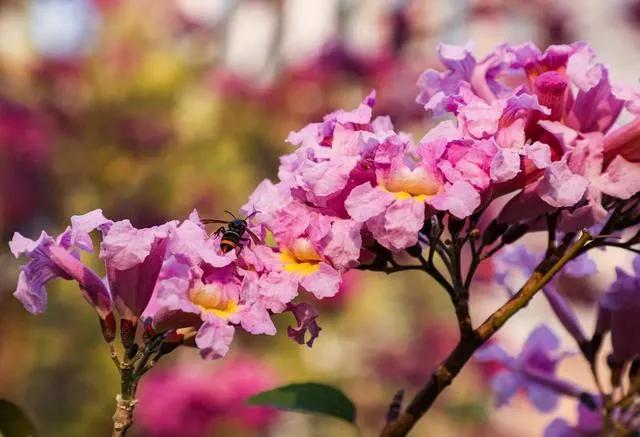 紫花风铃木可以盆栽吗，紫花风铃木北方能成活吗（分享——紫花风铃木）