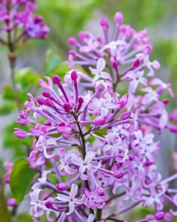 繁花似锦下一句是什么，一路繁花似锦下一句是什么（美醉你的心田）