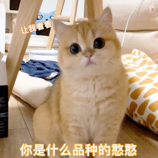 英短猫的优点和缺点，2023上半年“最受欢迎”的8种猫