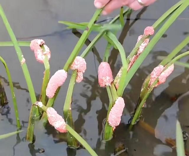 福寿螺与田螺的区别在哪，福寿螺和田螺的区别（一招教你区别福寿螺和田螺）