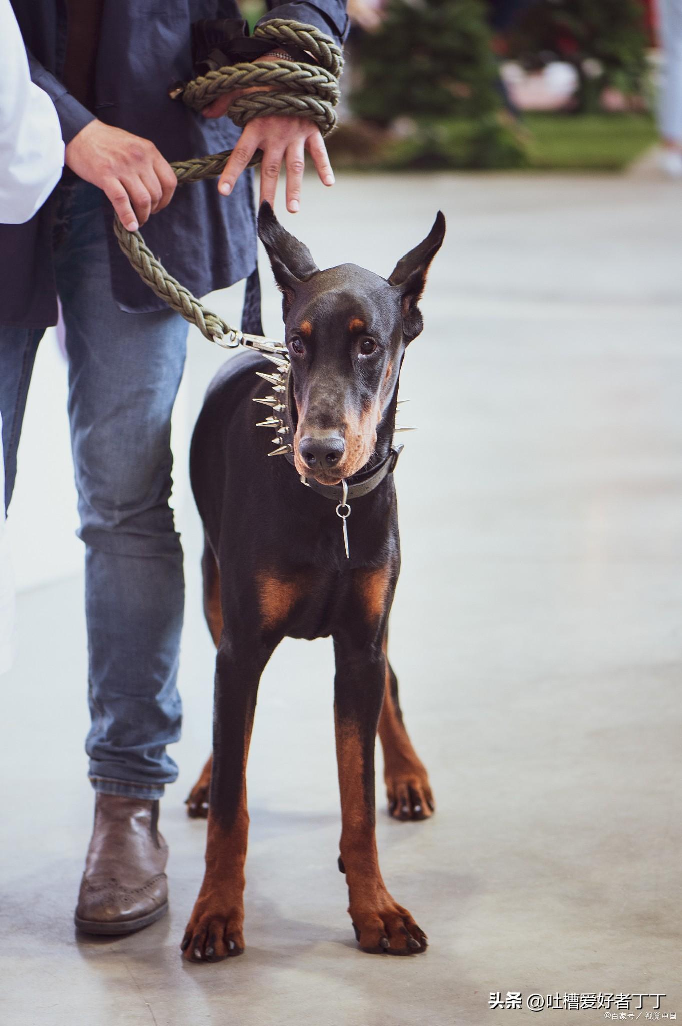 黑色小鹿犬卖多少钱 纯黑小鹿犬多少钱一只