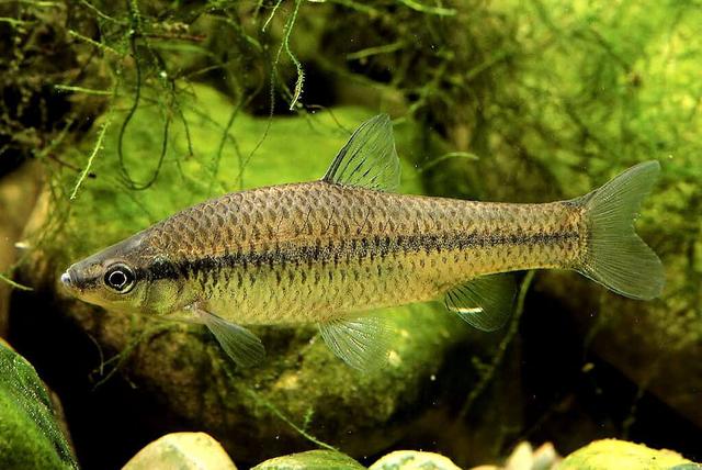 白色的鱼是什么鱼，白色的观赏大鱼是什么鱼（黑龙江鱼类之“三十二杂鱼”图谱）