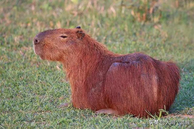 海豚是哺乳动物吗，海豚是鱼类还是哺乳动物（种最大的哺乳动物，按类别排名）
