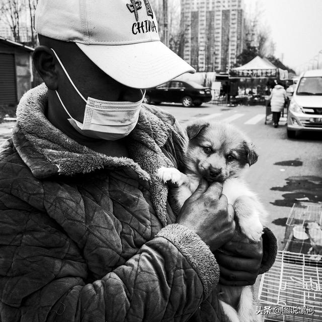 宠物市场在哪里，成都的宠物狗市场在那里呀（漯河宠物市场印象）