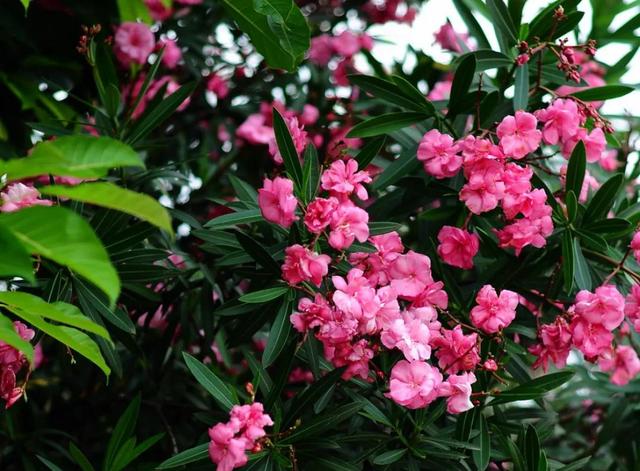 令尊令堂是什么意思，令尊,令堂分别是什么意思（令尊令堂）