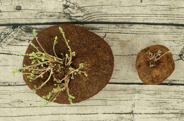 山乌龟植物怎么养，山乌龟怎么养才能更好（养殖山乌龟留1-2根主藤好）