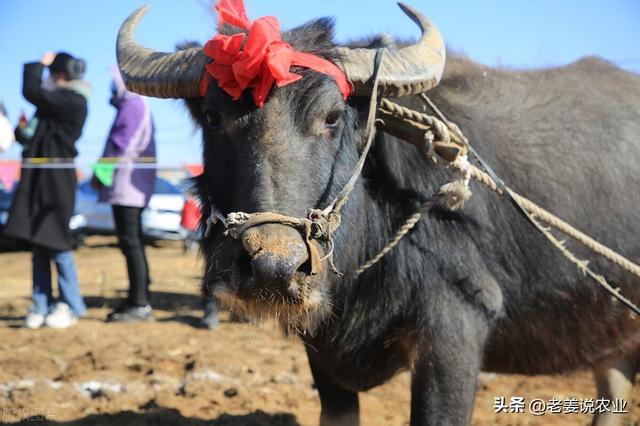 肉牛价格最新行情，今日牛价最新价格表全国（2023年4月27日全国牛价）