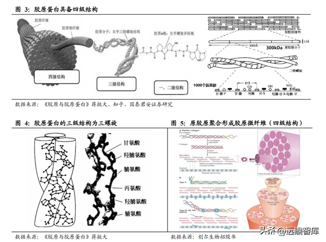 三型胶原蛋白导入危害，三型胶原蛋白导入的效果维持多长时间（析胶原产业链机理）