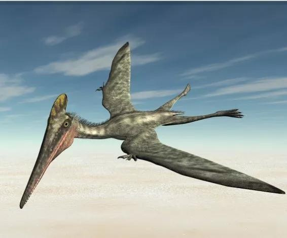 翼龙吃什么食物，侏罗纪翼龙厉害吗
