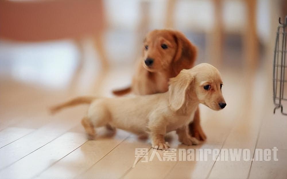 狗的种类和图片，狗狗品种大全及图片（178个品种萌翻你的眼）
