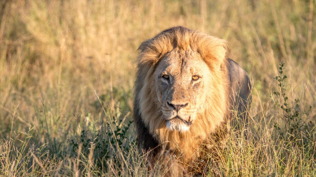 狮子是什么王?森林之王，狮子是什么王（狮子如果碰见了老虎）