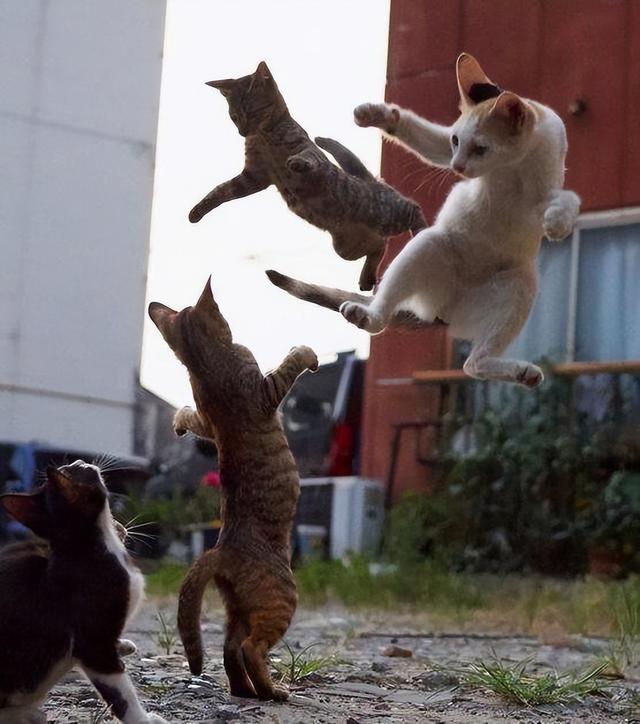 公猫不绝育的危害，公猫绝育的坏处（公猫“绝育”和“不绝育”的区别）