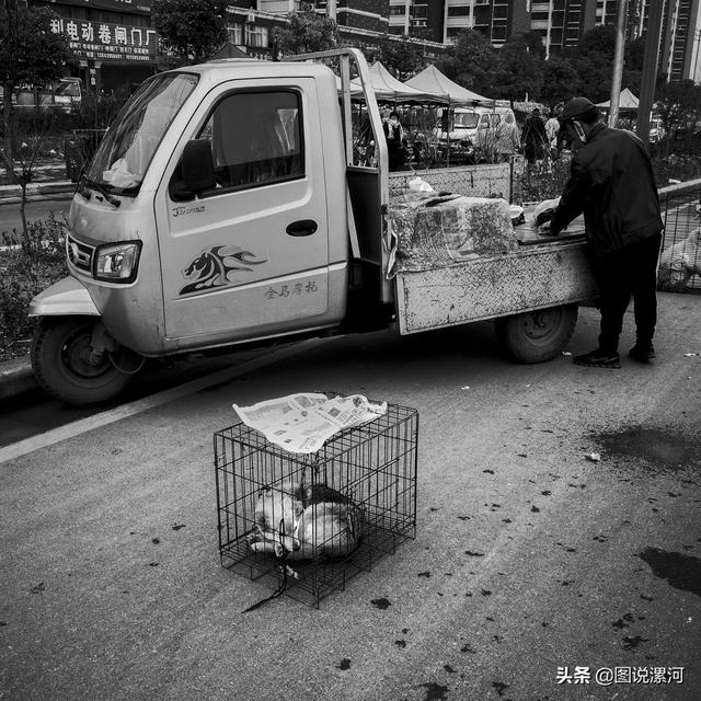 宠物市场在哪里，成都的宠物狗市场在那里呀（漯河宠物市场印象）