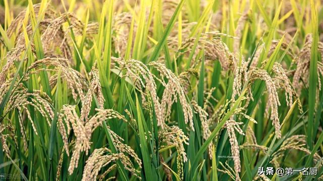 盘锦特产有哪些，盘锦特产有哪些小吃（这8个地方比较出名）