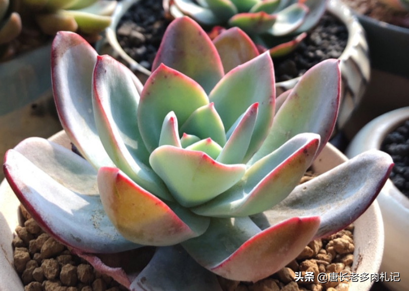 多肉植物布鲁蓝(人称"忧郁小王子",叶片粉中带蓝的多肉——布鲁蓝)