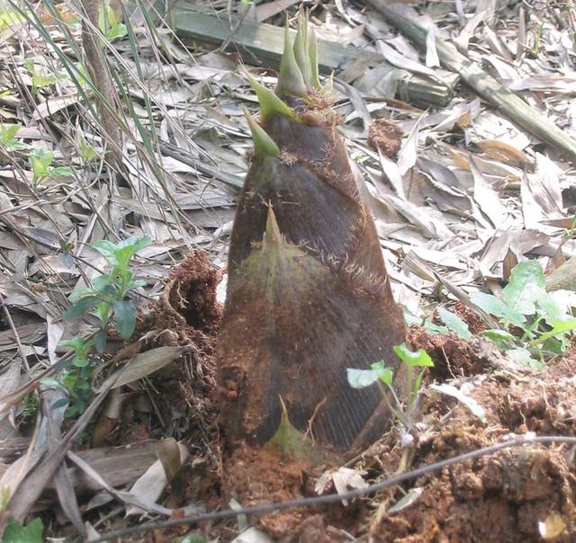 野菜的种类，野菜的种类名称及图片（120种野菜介绍）