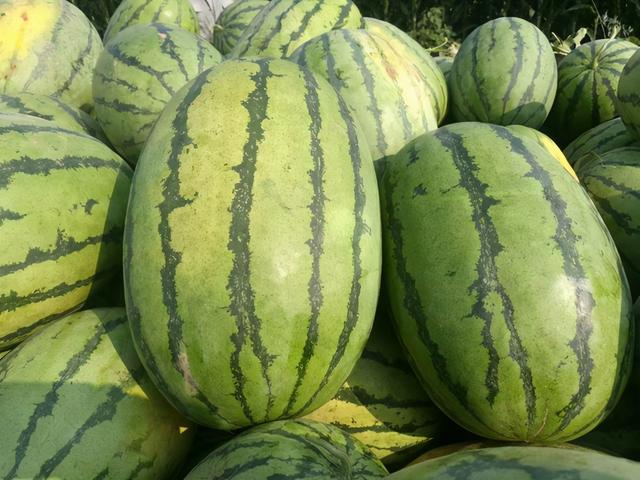 水果西瓜种植方法，西瓜怎么种植（西瓜怎么种植）