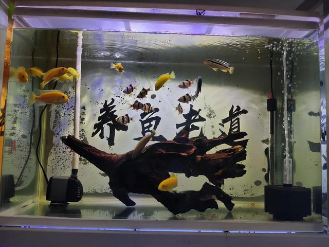 冷水鱼包含哪些营养，冷水鱼包含哪些营养素（小型观赏鱼最好的食物）