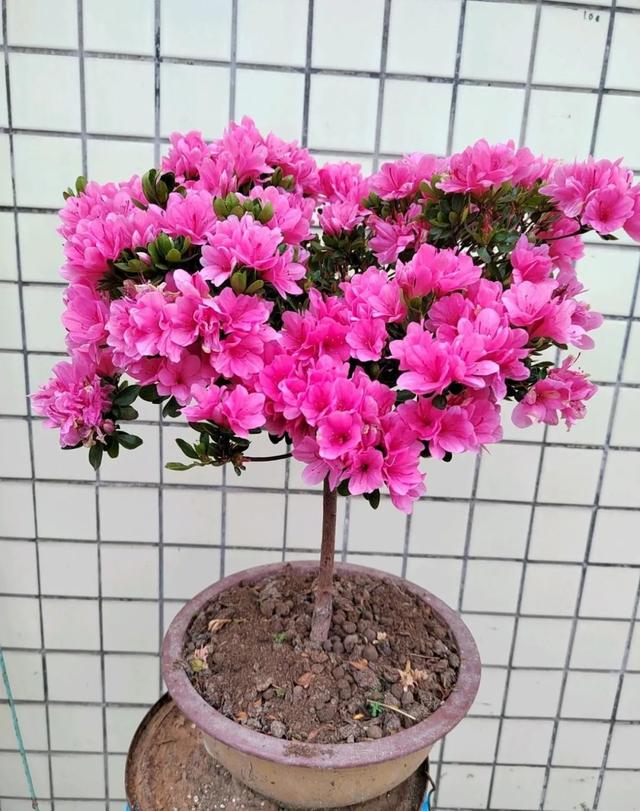 杜鹃花的三大特征，你家的杜鹃花是哪种