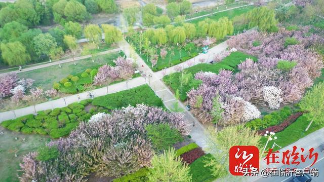 临沂市花是什么花，临沂盛产什么花（临沂中心城区赏花指南上线）