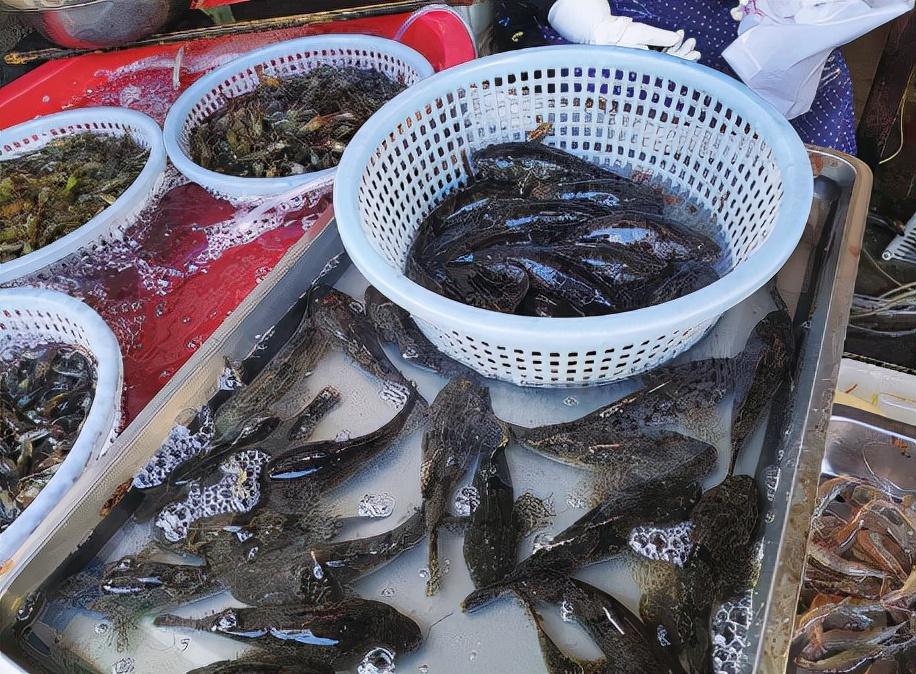 八种濒危河鲜珍贵图鉴：石斑鱼等珍稀水生生物大图全览，唤起生态保护意识