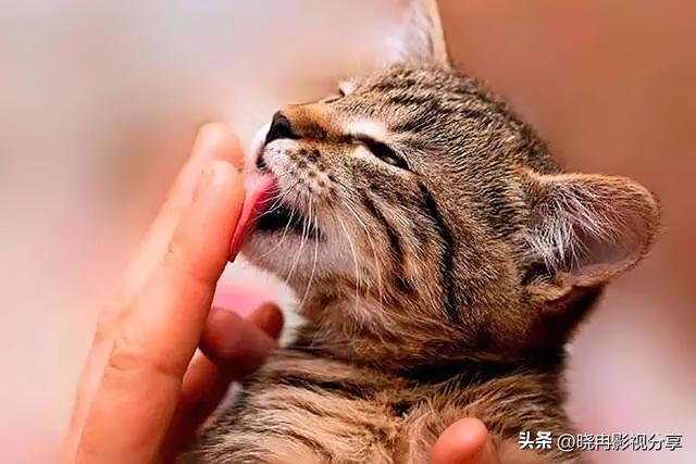 特别关心提示音，如何设置手机QQ特别关心提示音（猫咪关心你才有这6种表现）