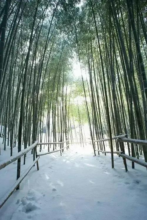 咬定青山不放松立根原在破岩中写的植物是，咬定青山不放松立根原在破岩中（咬定青山不放松立根原在破岩中写的植物是不谋）