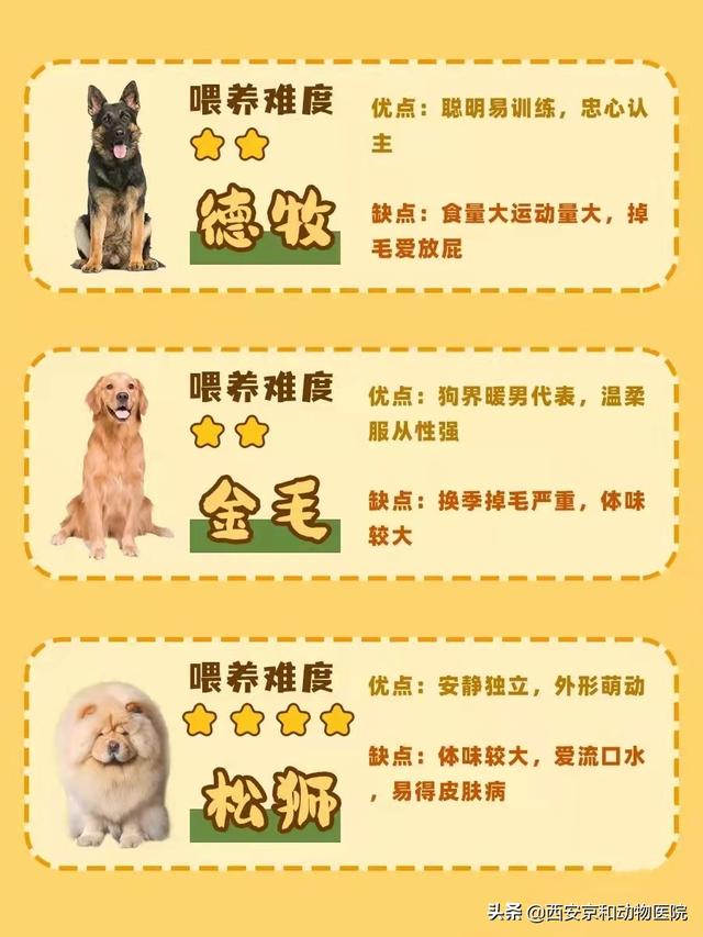 狗的品种名大全，新手养狗课堂丨常见16种狗狗优缺点及喂养难度合集
