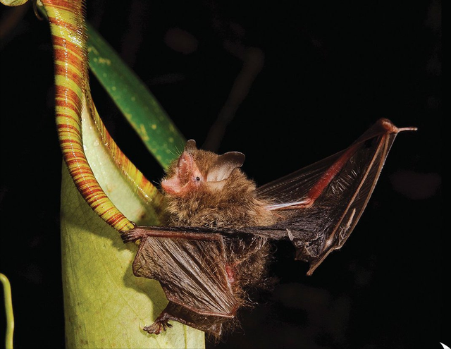 猪笼草吃虫子视频，猪笼草为什么会吃虫子（猪笼草——达尔文亲封“世界上最奇妙的植物”）