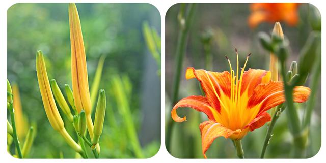 有哪些野菜可以吃，有哪些野菜可以吃视频播放（120种野菜介绍）