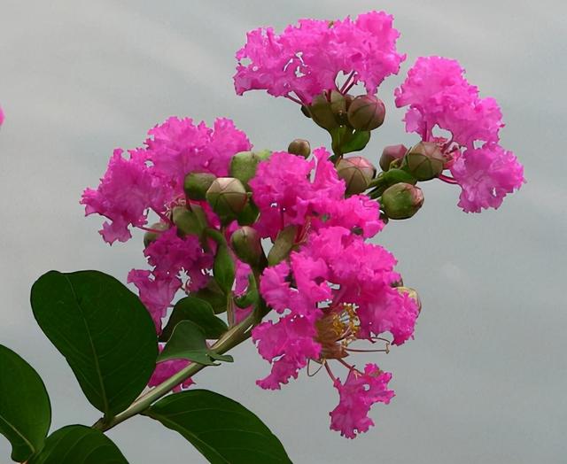 花，花好月圆人长久（72种鲜花欣赏图片）