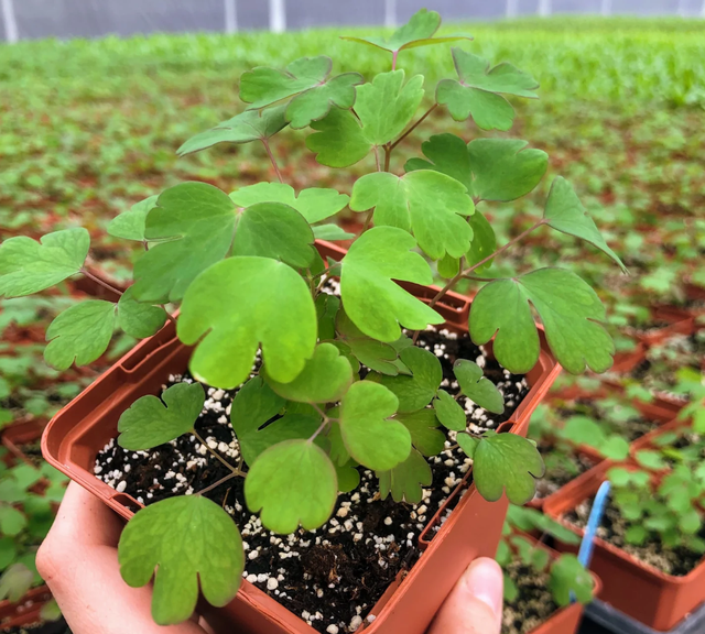 耧斗菜什么时候播种，耧斗菜种子几天能出苗（让它从冬天一直开到春天）