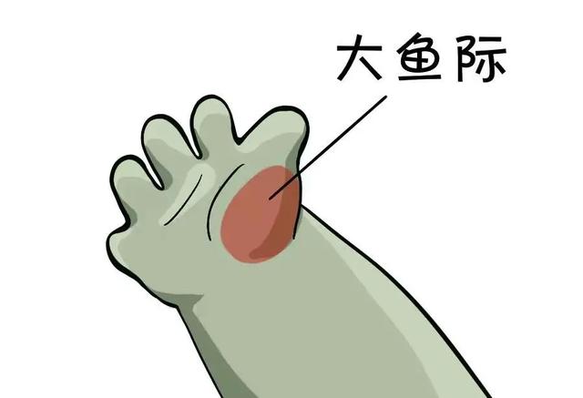 大拇指的作用是什么，大拇指的作用是什么这个动作被称为什么（它才是五根手指里的“老大”）