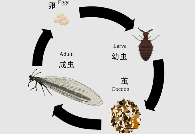 只吃不拉的动物，只吃不拉的动物叫什么拼音（为什么它不会被排泄物憋死呢）