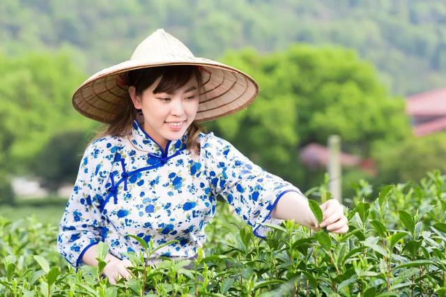 黄芽属于什么茶，滇红金芽属于什么茶（黄茶之：霍山黄芽）