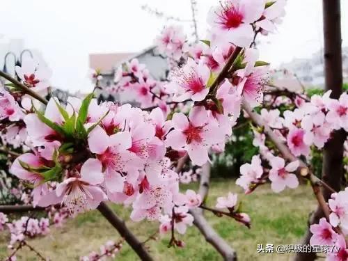 各种花的花语及寓意花语，各种花的花语和象征（你知道这些花的花语吗）