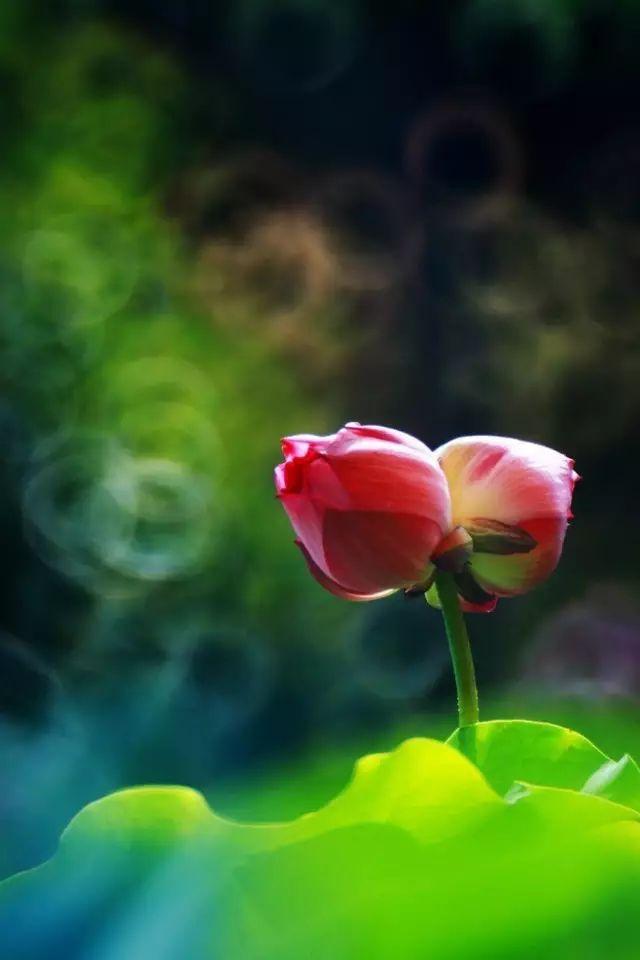 梅花象征什么，梅花象征什么青松象征什么雪花象征什么（中国十大名花排行榜）