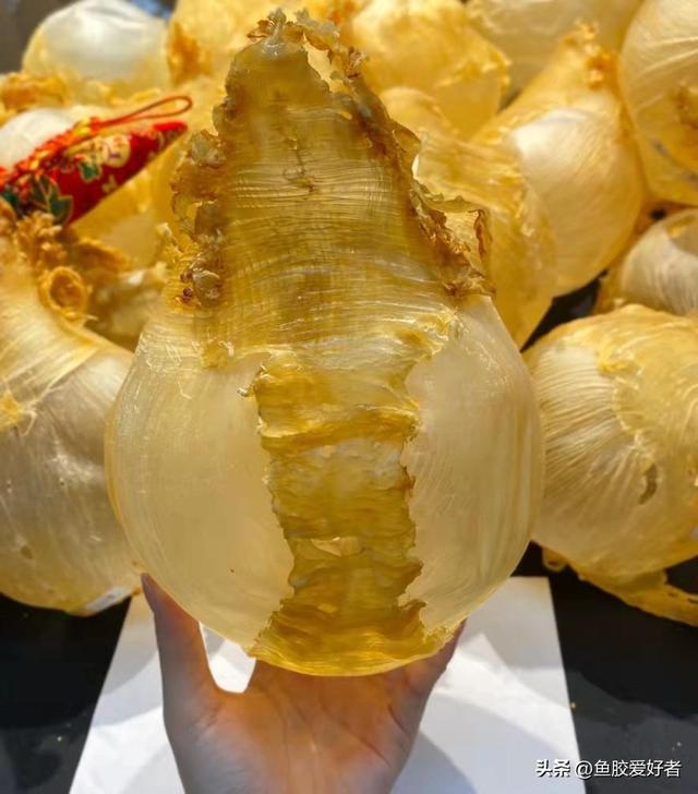 鱼胶品种怎么分的，鱼胶品种大全图片（今天鱼胶爱好者教你来挑选）