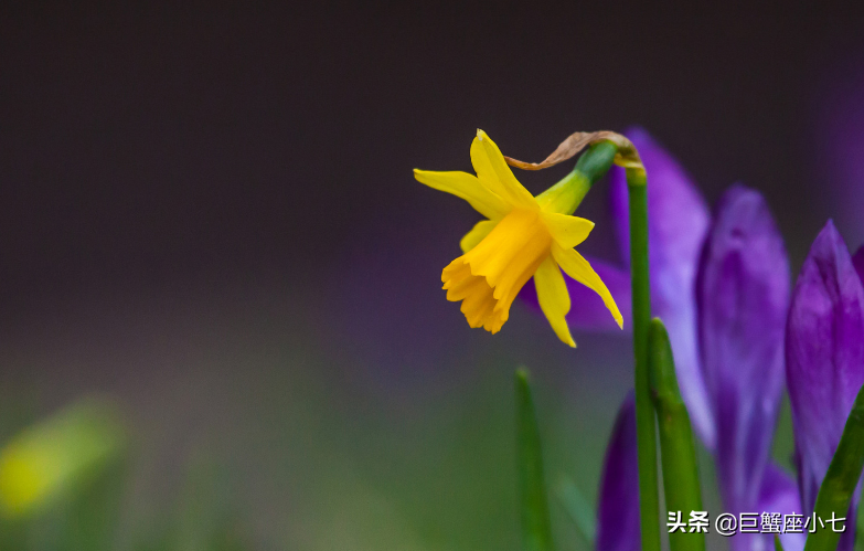 配不上天蝎的四大星座，真正最爱天蝎的星座（能驾驭天蝎的三个星座）